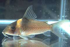 Corydoras amandajanea